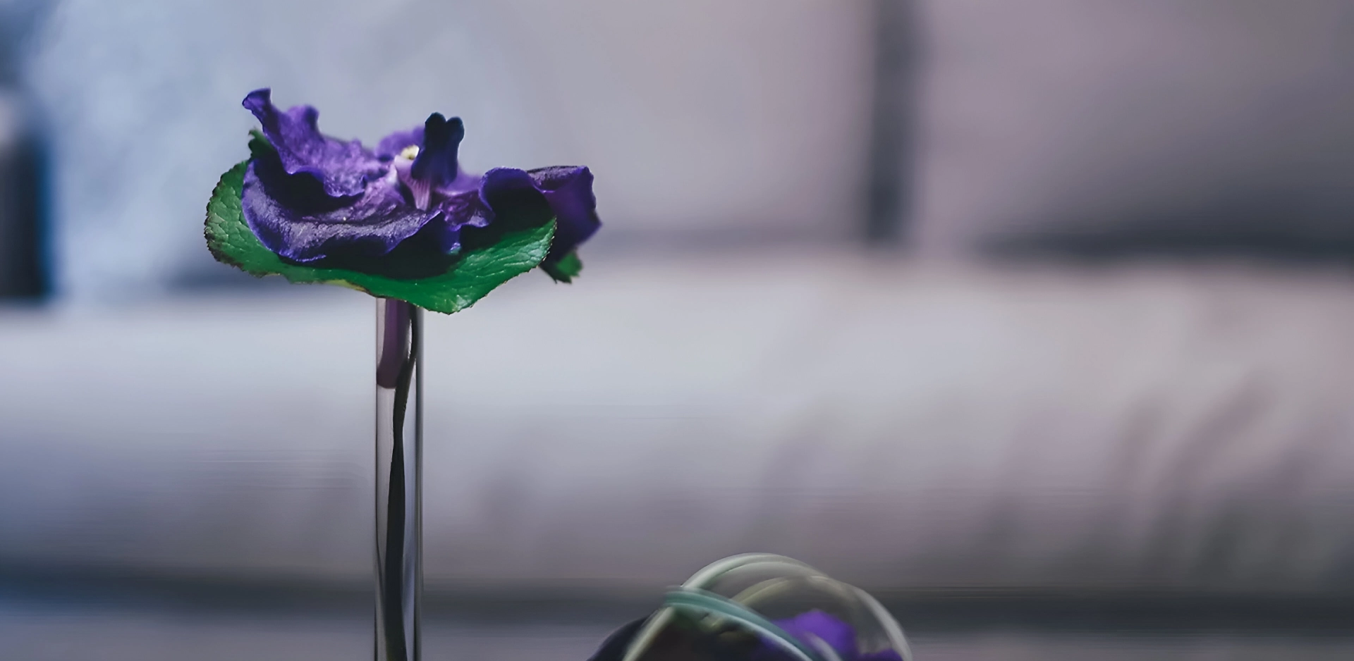 Purple flower in a glass tube.